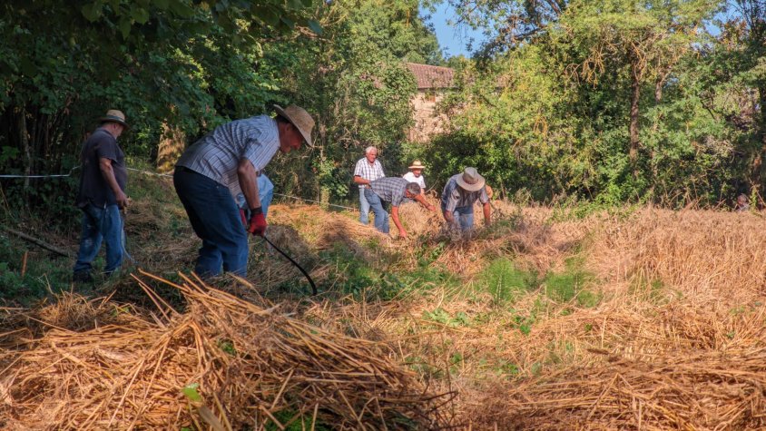 La Festa del Segar i el Batre de la Vall de Bianya es converteix en el millor escenari per mantenir viva la tradició
