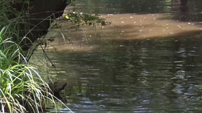 El Riu Fluvià es troba en una situació preocupant