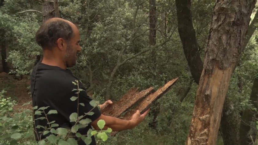 La mort progressiva dels pins arriba a la Garrotxa