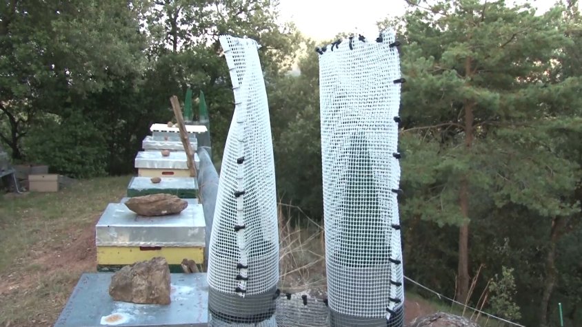 Trampes més eficients per capturar vespa asiàtica