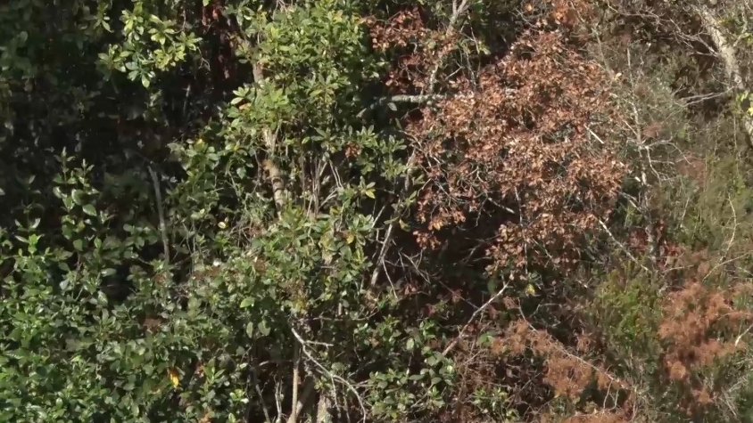 La Garrotxa, en risc alt o molt alt d'incendi forestal 