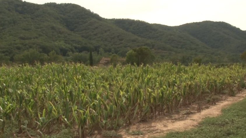 La collita de blat a la Garrotxa s'ha vist condicionada per la sequera, l'atac dels senglars i algunes plagues