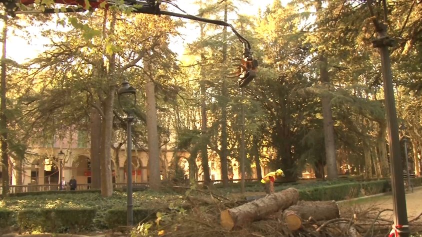 L'Ajuntament d'Olot retira quatre arbres de la plaça Clarà