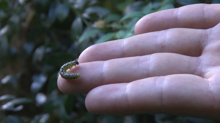 Les boixedes per sota dels 700 metres afectades per l'eruga del boix no es recuperen i només les que estan per sobre dels 1.000 rebroten amb condicions