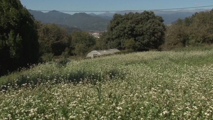 Mala collita de fajol per culpa de la sequera, els atacs dels cabirols i els forts vents dels darrers dies