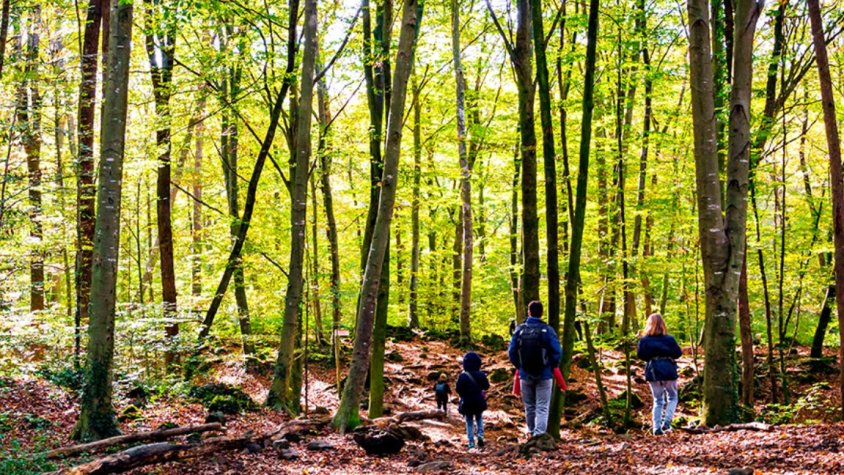 La Fageda d'en Jordà ja torna a estar oberta