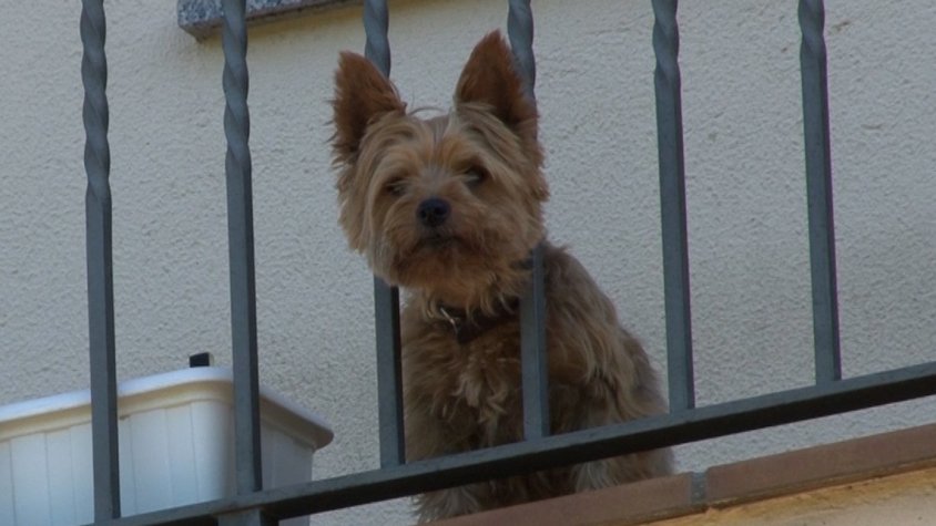 Conscienciar als més petits del que suposa tenir un animal de companyia