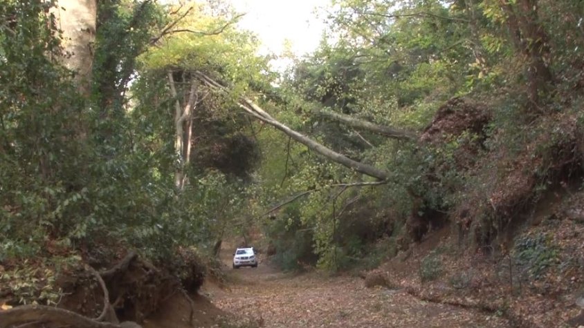 Els arbres de la Garrotxa són, en general,  alts, espessos i poc resistents a les fortes ventades