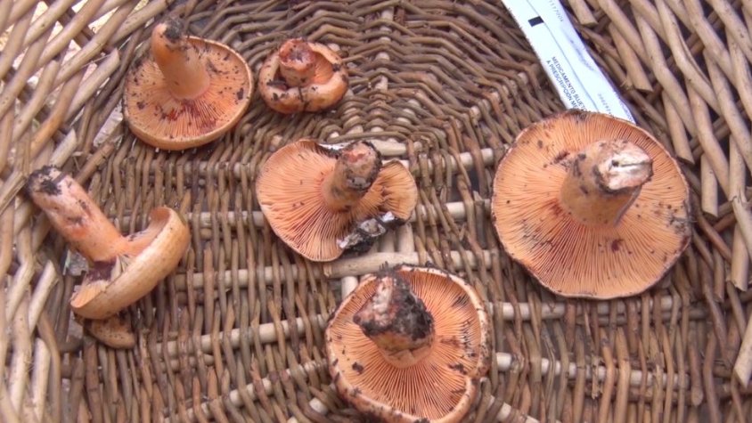 Un altre any nefast pels boletaires a la Garrotxa