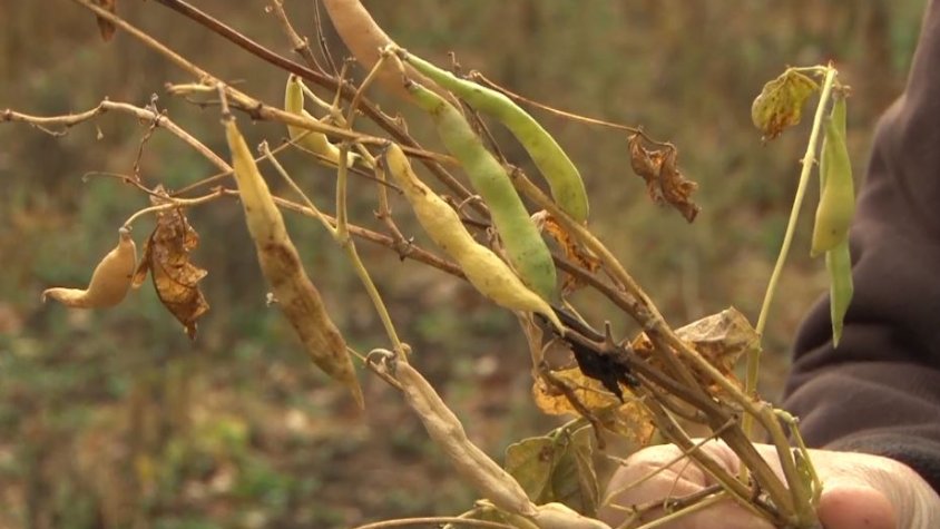 Mala collita de fesol Santa Pau a causa de la falta de pluja, les altes temperatures a l'agost i la presència de fauna als camps