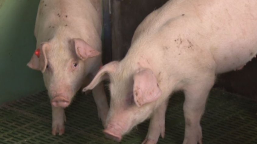 Baixa un 7% el nombre de porcs sacrificats als escorxadors durant el 2023