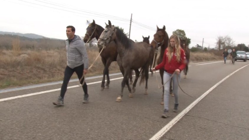 7 cavalls s'escapen de l'hípica de Besalú