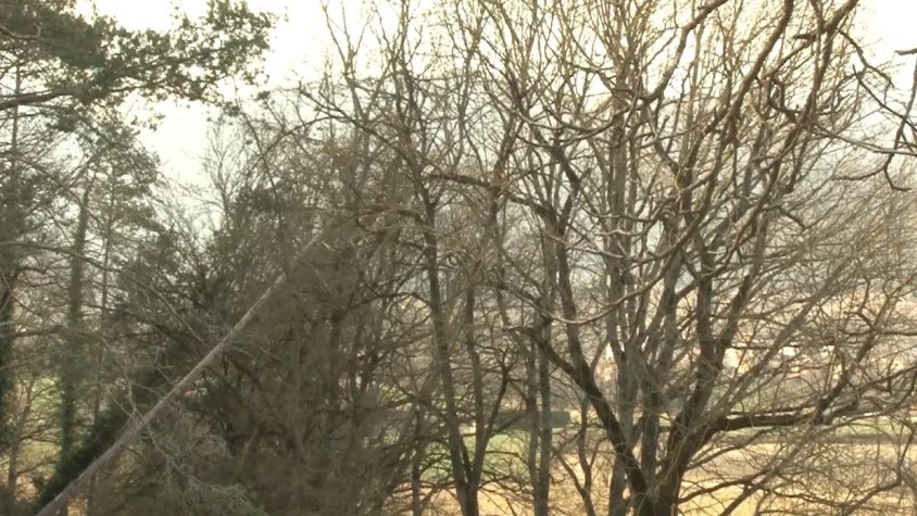 El primer bosc de la Garrotxa que intervé Olot Meats es troba a la Vall de Bianya