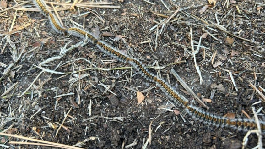 La processionària del pi s’avança a causa de les altes temperatures