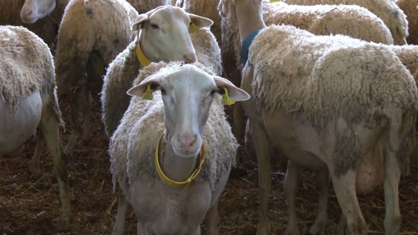 Els petits pagesos de la comarca viuen una situació límit per culpa de la sequera i els entrebancs de les administracions