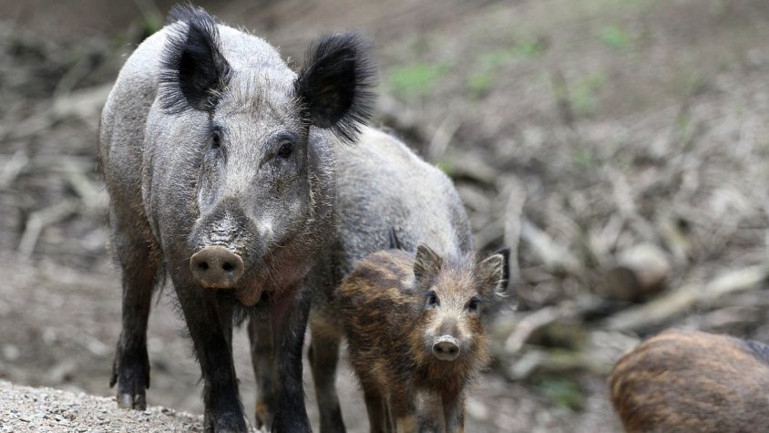Agricultura destina 1,5 milions en ajuts per instal·lar mesures de protecció contra la fauna cinegètica als conreus