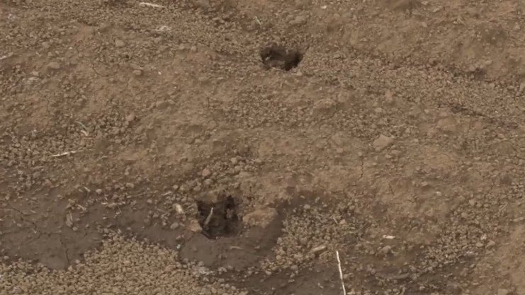 Acció Climàtica allarga fins al 31 de març la batuda de cabirols a la Garrotxa i a l’Alt Empordà
