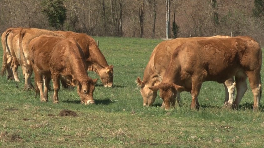 Vuit explotacions agrícoles o ramaderes se sumen al projecte Fet al Parc, del PNZVG