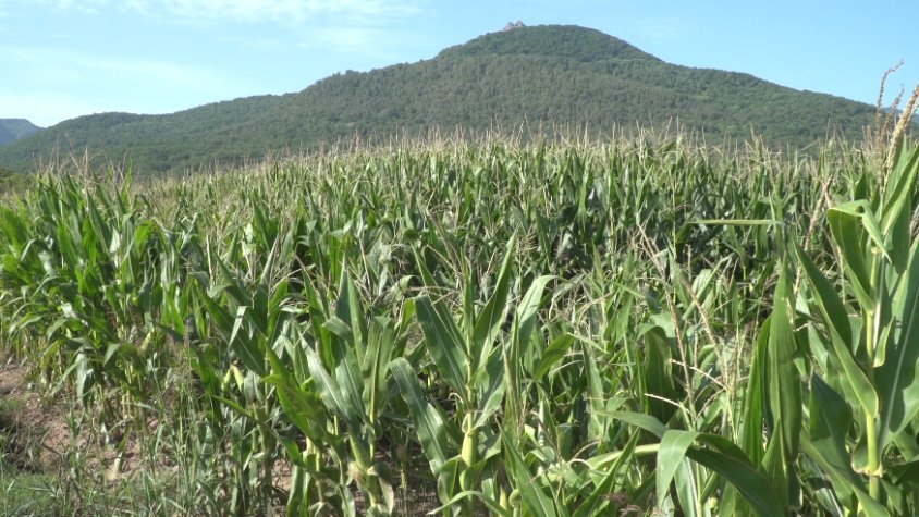 La sequera deixa, pràcticament a zero, la producció de blat de moro a la Garrotxa