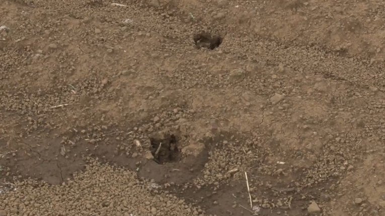 Acció Climàtica aprova un decret llei per regular la sobrepoblació d'espècies cinegètiques que generen danys a l'agricultura