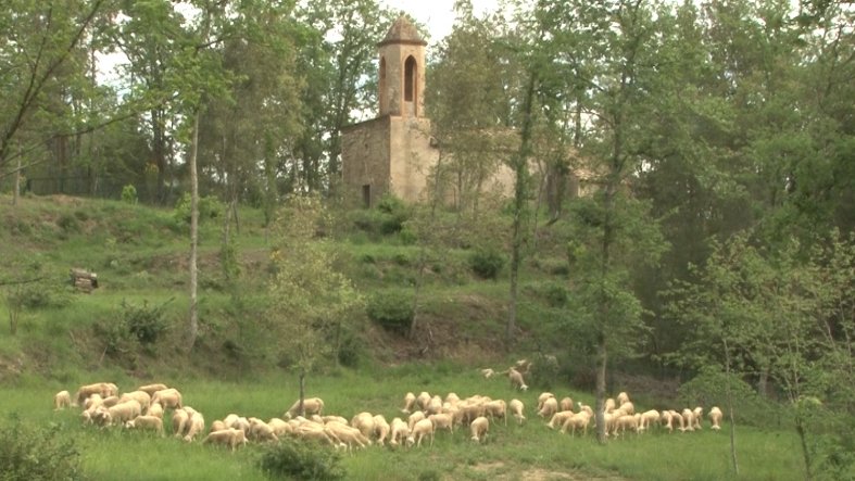 El pastor de Mieres es prepara per tornar a iniciar la transhumància amb el seu ramat d’ovelles
