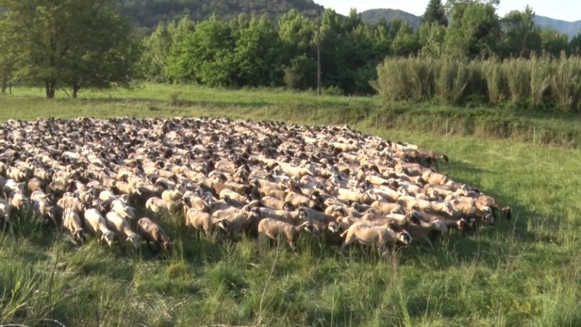 Prem Puig, pagès: "Penso que l'alimentació i altres coses importants no poden estar en mans dels polítics. La pagesia té problemes estructurals greus i els polítics convoquen eleccions"
