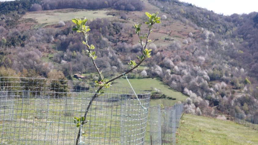 Planten una vintena de varietats de pomeres de la Garrotxa a Rocabruna