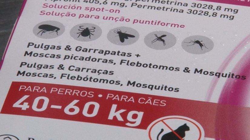 S’espera un any amb moltes paparres, donades les pluges de les darreres setmanes i la calor