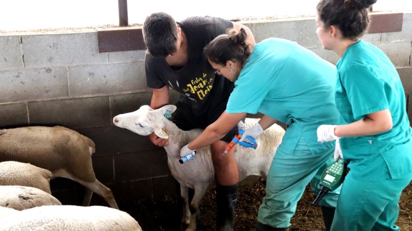 Arrenca la campanya de vacunació a bestiar boví i oví de la Garrotxa per frenar l'expansió de la malaltia de la llengua blava