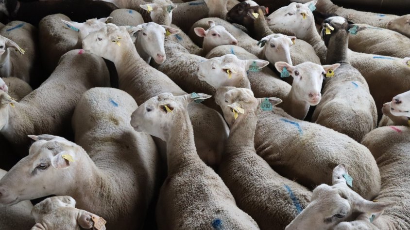 El Govern aprova un contracte d'emergència per vacunar el bestiar oví i boví de llet del serotip 3 de la llengua blava
