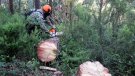 Tallen més de 500 pins de la zona de Xenacs