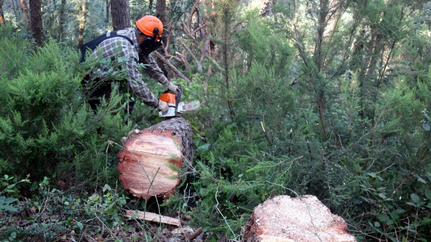Tallen més de 500 pins de la zona de Xenacs