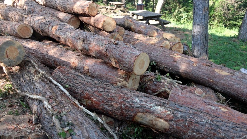 Més de 1.300 hectàrees de bosc han estat afectades per la sequera en els últims anys a la Garrotxa