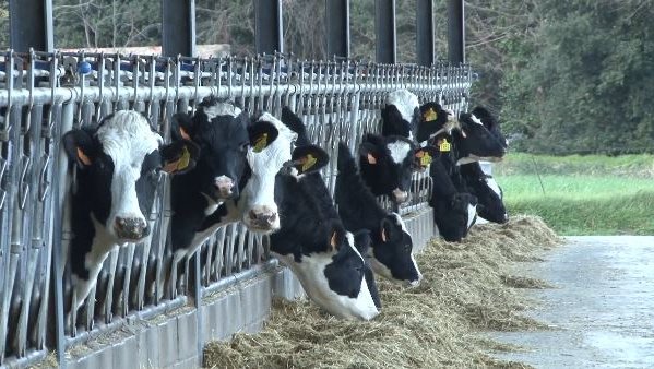 La Vall d’en Bas mostra el seu sector primari durant les festes majors. 