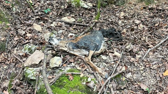 Detecten casos de llengua blava en muflons i cabirols a l'Alta Garrotxa