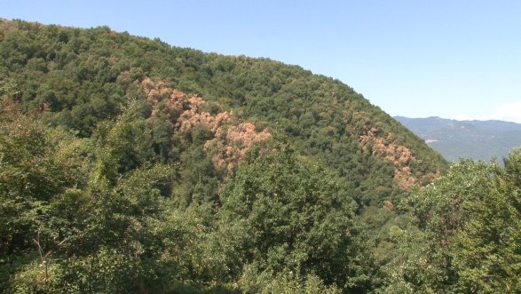 Els boscos del Parc Natural de la Zona Volcànica de la Garrotxa no s’han recuperat després de les pluges dels darrers mesos