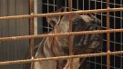 Augmenta el nombre d’adopcions d’animals de Can Mali