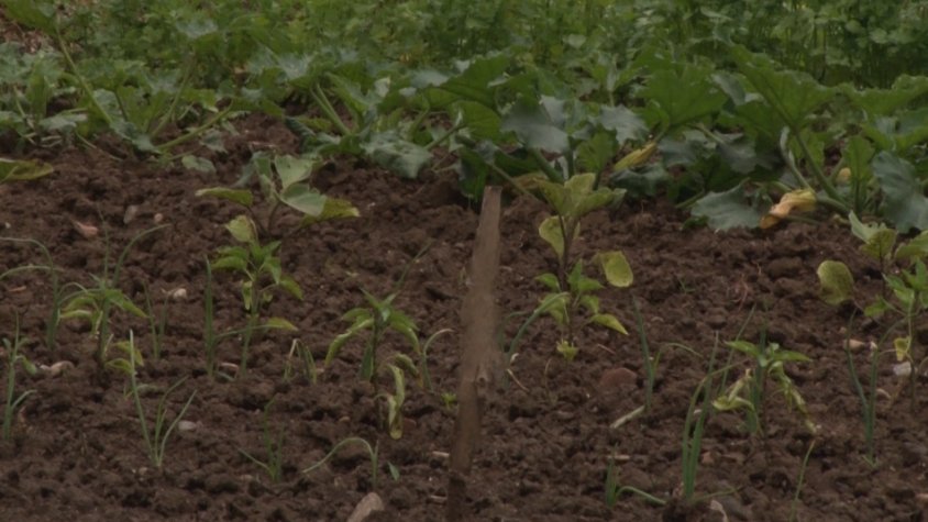 Pep Berga: "Els horts del carrer Pou del Glaç s'han hagut de treure perquè el propietari vol urbanitzar els terrenys"