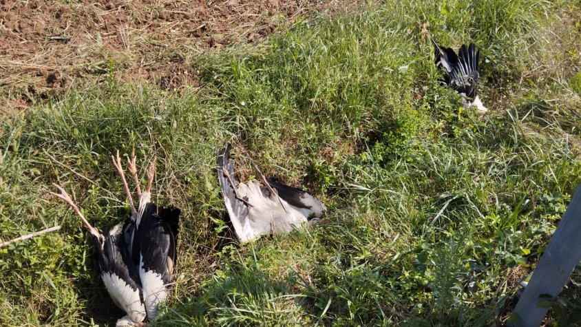 Més de 20 cigonyes han mort electrocutades durant aquest estiu a la Vall d’en Bas