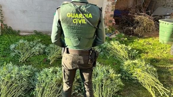 Troben 650 plantes de marihuana en una masia de Santa Pau 