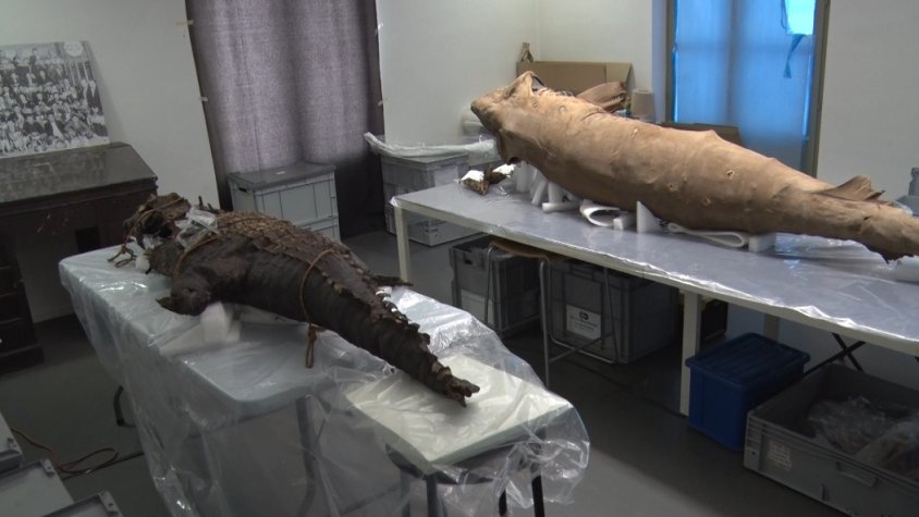 Restauren la col·lecció científica d’història natural del gabinet de curiositats de Can Bolós