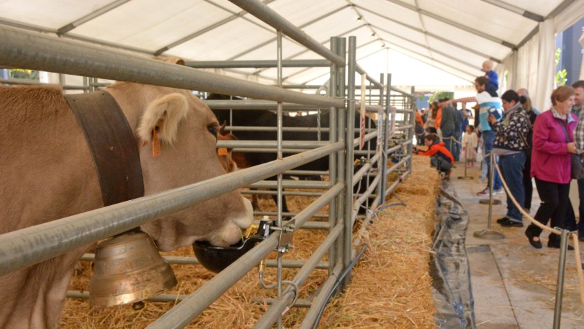 La fira ramadera de la Fira de Sant Lluc d’Olot d’enguany no es durà a terme