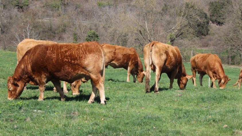 La Garrotxa és la comarca gironina més afectada per la malaltia hemorràgica que transmet el mosquit