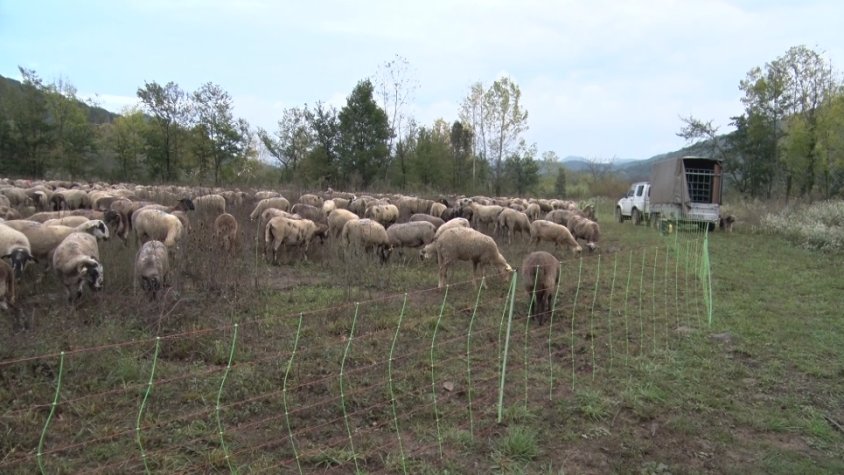 El pastor de Mieres completa la transhumància i ho fa havent pogut salvar molts caps d’ovelles de la llengua blava