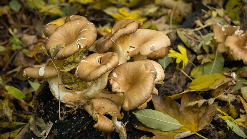 La temporada de bolets serà pletòrica al Ripollès i a la Garrotxa