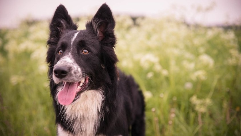 Lex Ànima porta a la Fiscalia la desaparició d’un gos border collie a Besalú