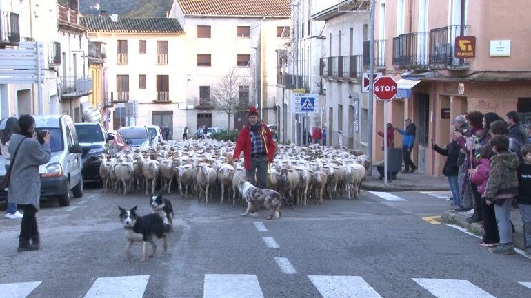 El darrer passeig per Sant Jaume d'en Jordi i el seu ramat de més de 1.000 ovelles