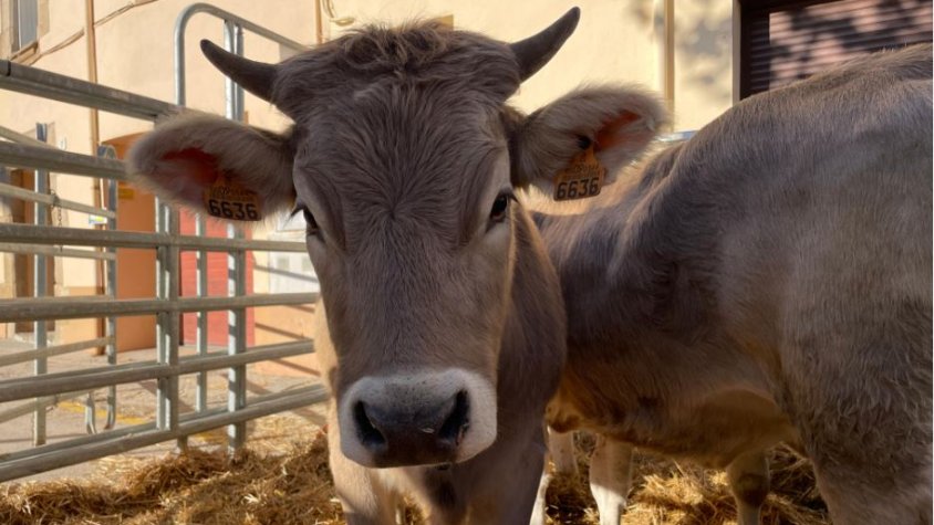 El sector ramader viu un bon moment arran de l’augment de preu del vedell