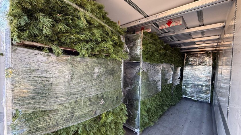 Denunciades dues empreses per vendre teixos, avets i pins robats de l’Alta Garrotxa