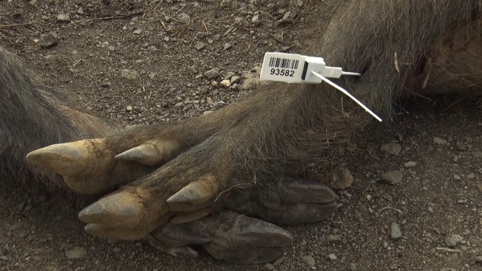 Les pluges dels darrers mesos faran tornar a augmentar la densitat de senglars 